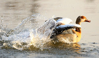 Egyptian geese (ouette d'Egypte) - Malilangwe