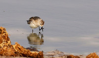 Little tint - Hwange NP