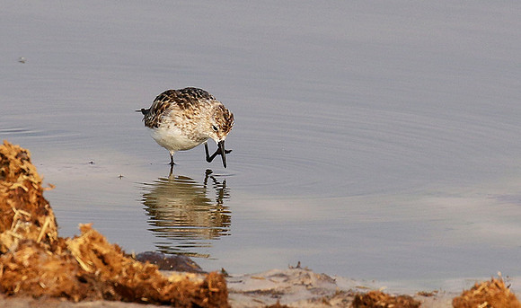 Little tint - Hwange NP