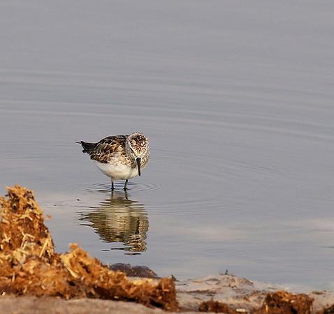 Little tint - Hwange NP