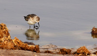Little tint - Hwange NP
