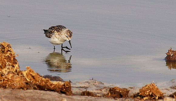 Little tint - Hwange NP