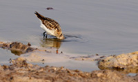Little tint - Hwange NP