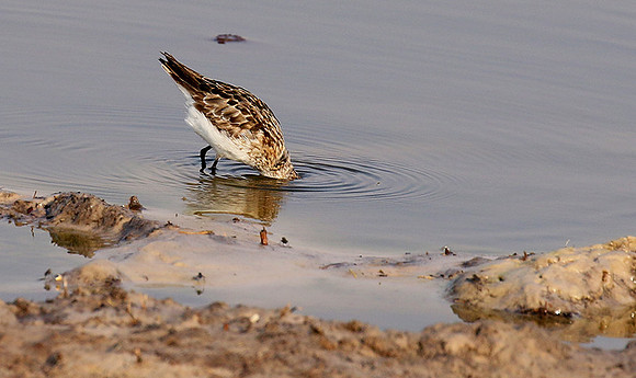 Little tint - Hwange NP