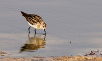 Little tint - Hwange NP