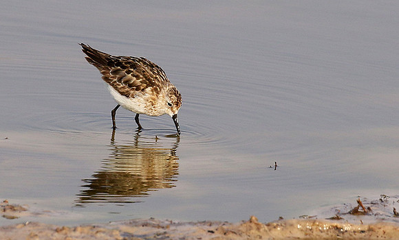 Little tint - Hwange NP