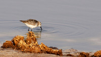 Little tint - Hwange NP