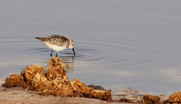Little tint - Hwange NP