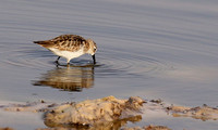 Little tint - Hwange NP