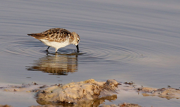 Little tint - Hwange NP