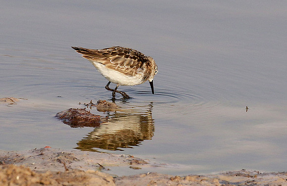 Little tint - Hwange NP