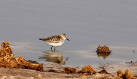 Little tint - Hwange NP