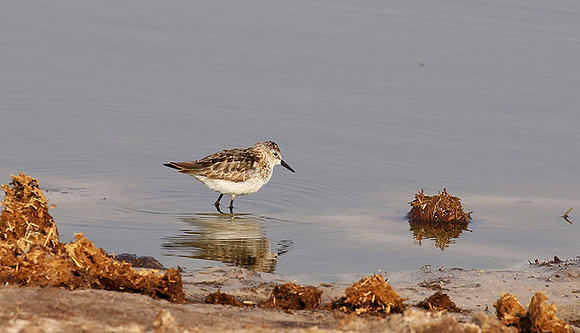 Little tint - Hwange NP