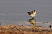 Little tint - Hwange NP