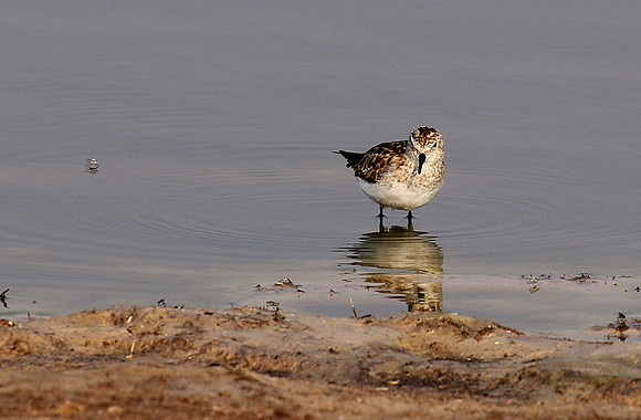 Little tint - Hwange NP