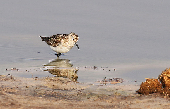 Little tint - Hwange NP