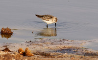 Little tint - Hwange NP