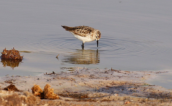 Little tint - Hwange NP