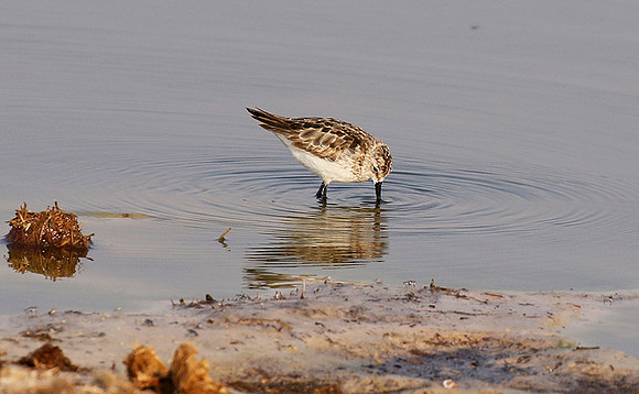 Little tint - Hwange NP