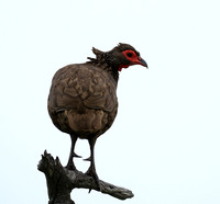 Swanson spurfowl - Mala Mala game reserve