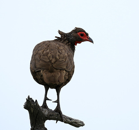 Swanson spurfowl - Mala Mala game reserve
