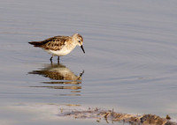 Little tint - Hwange NP