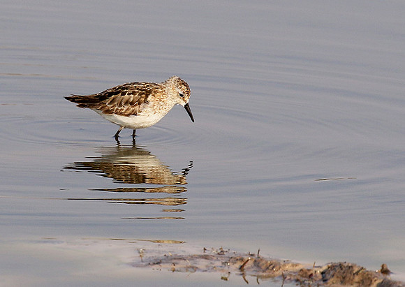 Little tint - Hwange NP