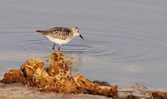 Little tint - Hwange NP