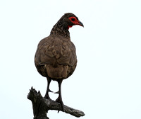 Swanson spurfowl - Mala Mala game reserve