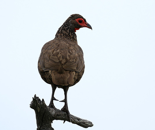 Swanson spurfowl - Mala Mala game reserve