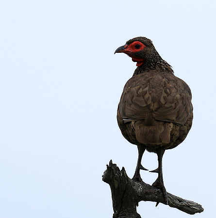 Swanson spurfowl - Mala Mala game reserve