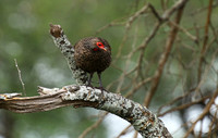 Swanson's spurfowl at Lion Sands