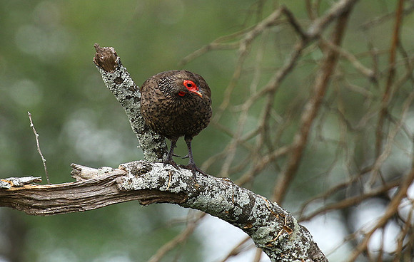 Swanson's spurfowl at Lion Sands