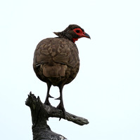 Swanson spurfowl - Mala Mala game reserve