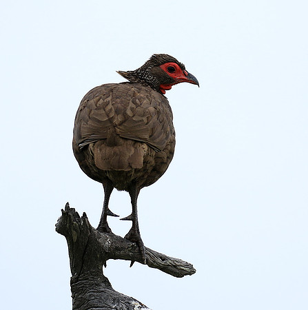 Swanson spurfowl - Mala Mala game reserve