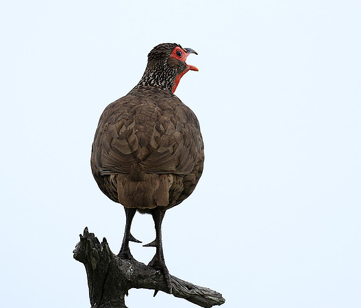 Swanson spurfowl - Mala Mala game reserve