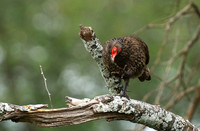 Swanson's spurfowl at Lion Sands