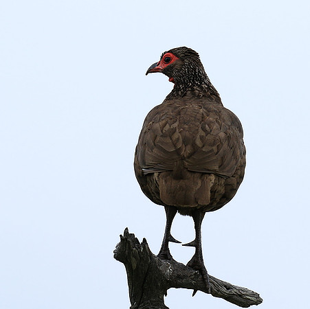 Swanson spurfowl - Mala Mala game reserve