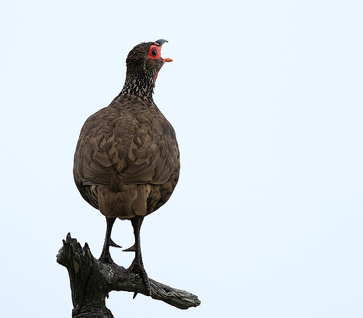 Swanson spurfowl - Mala Mala game reserve
