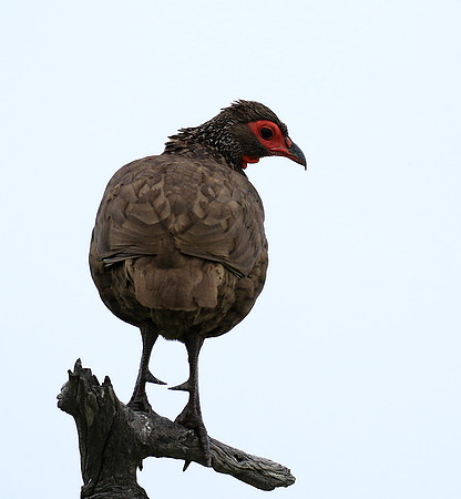 Swanson spurfowl - Mala Mala game reserve