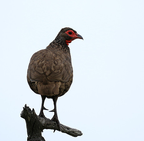 Swanson spurfowl - Mala Mala game reserve