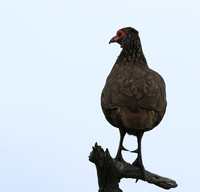 Swanson spurfowl - Mala Mala game reserve