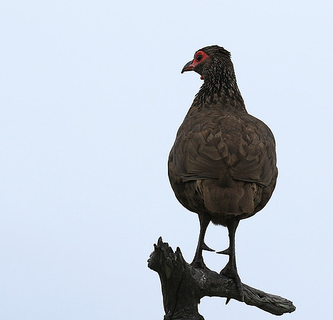 Swanson spurfowl - Mala Mala game reserve
