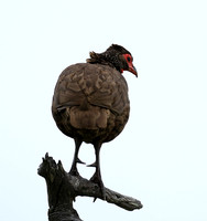 Swanson spurfowl - Mala Mala game reserve