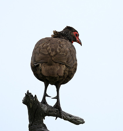 Swanson spurfowl - Mala Mala game reserve