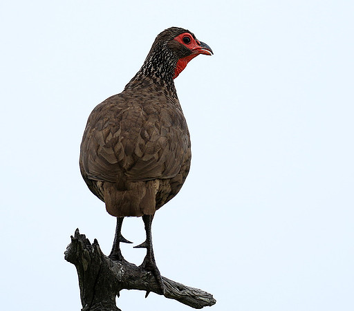 Swanson spurfowl - Mala Mala game reserve
