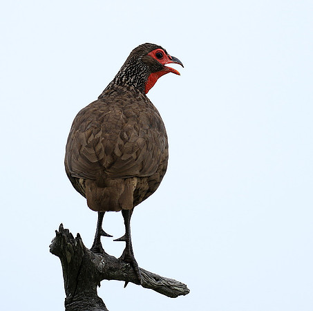 Swanson spurfowl - Mala Mala game reserve