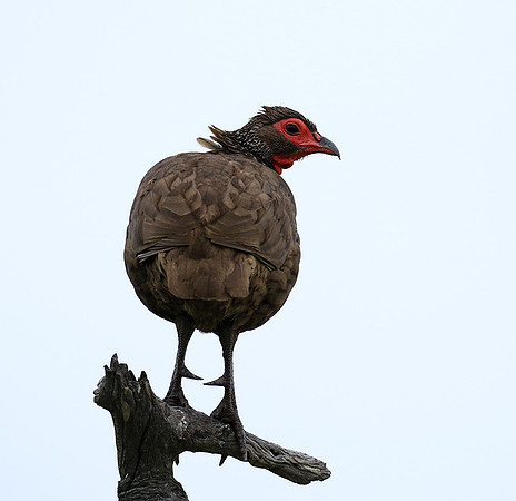 Swanson spurfowl - Mala Mala game reserve