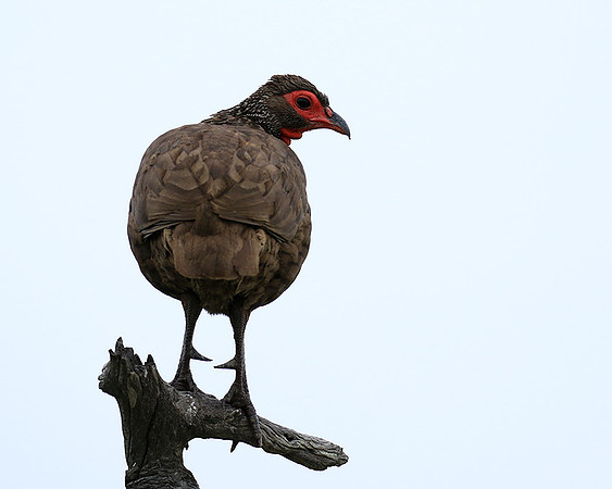 Swanson spurfowl - Mala Mala game reserve