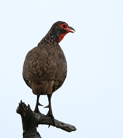 Swanson spurfowl - Mala Mala game reserve